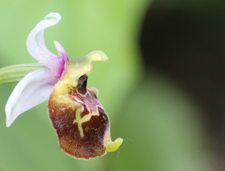 Orchidée  ophrys abeille (780x594).jpg