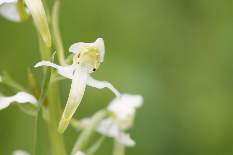 Orchidée platanthère (800x533).jpg