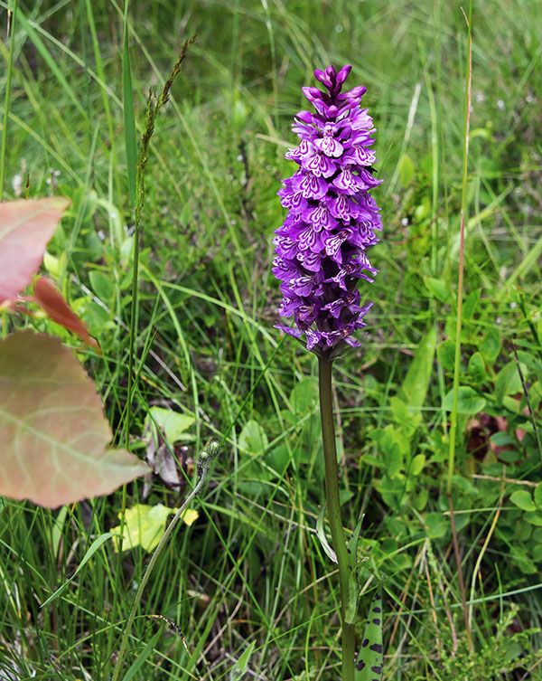 Orchis tacheté_w.jpg