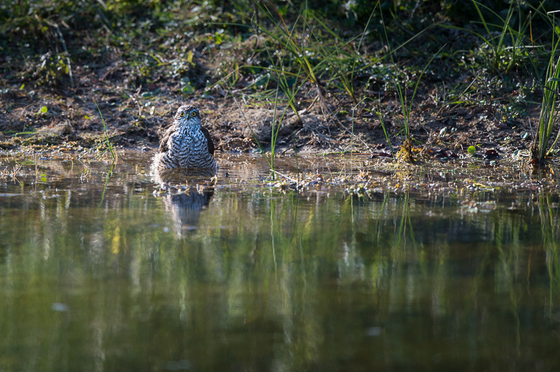 DSC_9121-2.jpg