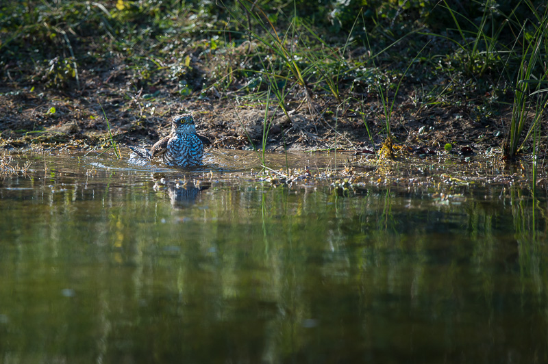 DSC_9127-2.jpg