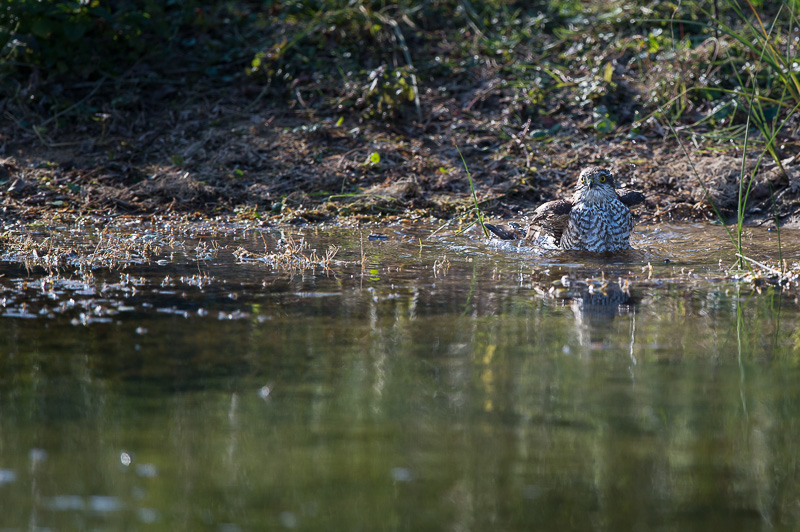 DSC_9129-2.jpg