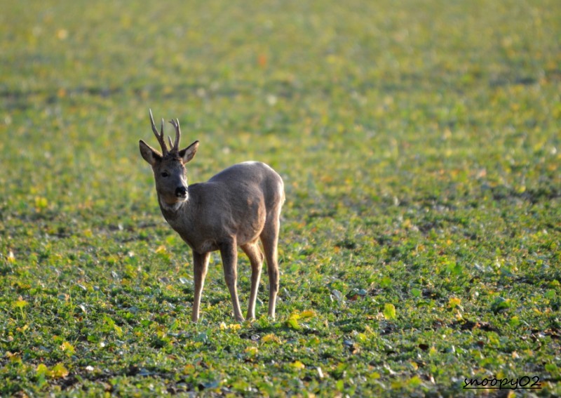 DSC_4895.JPG