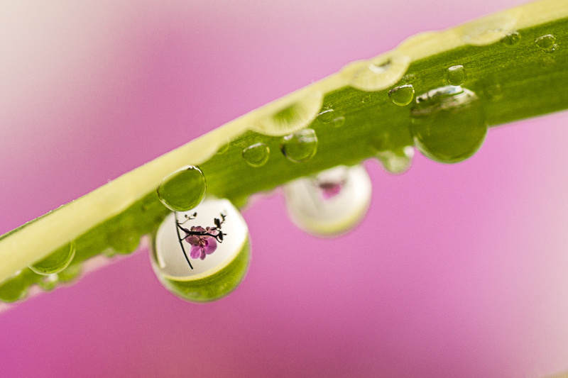 Image&Nature - Orchidé-2.jpg