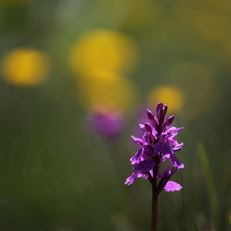 orchidée image et nature.jpg2.jpg