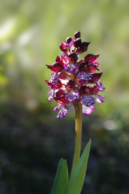 Orchidée 2.jpg