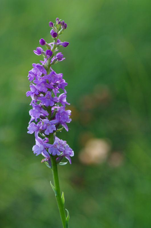 Orchidée 1.jpg