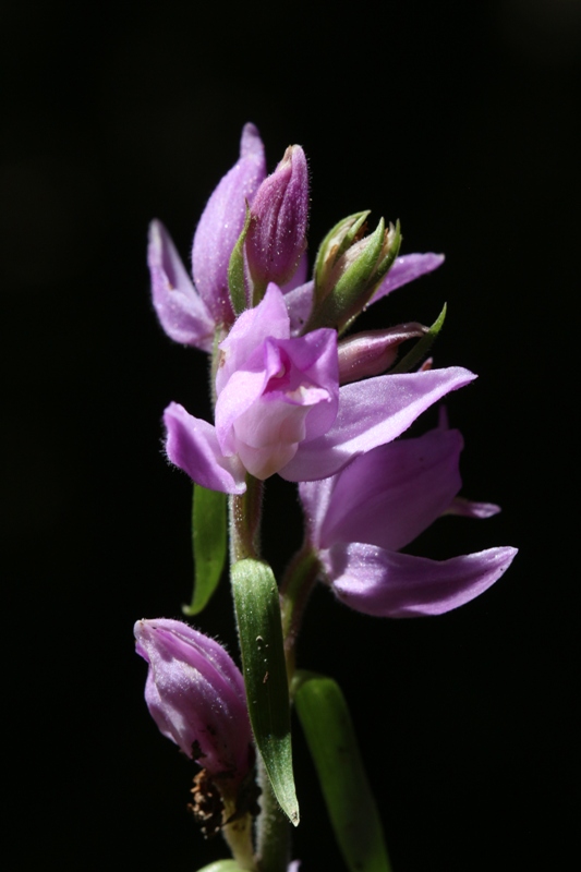 Céphalanthère rouge.JPG