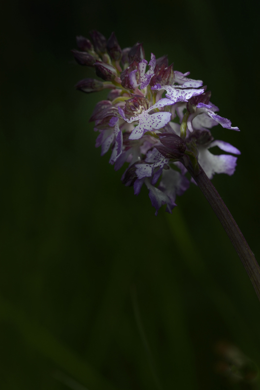 orchidée006.jpg