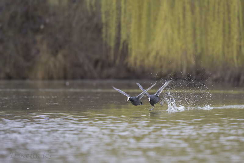 ecluzelles_27-03-2015-15-00-24_0120.jpg