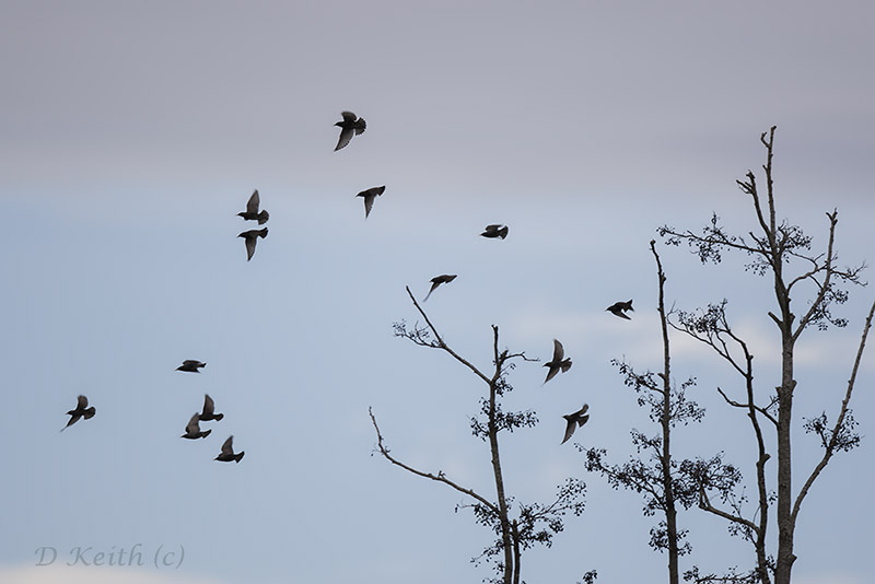 ecluzelles_27-03-2015-17-33-12_0423.jpg