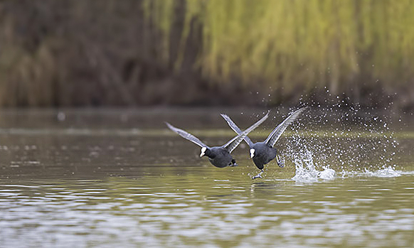 ecluzelles_27-03-2015-15-00-24_0120.jpg