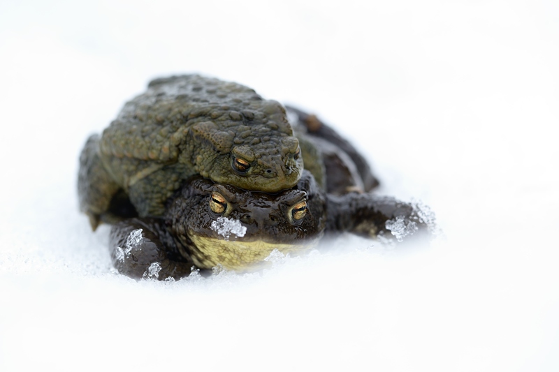 bufo 79.jpg