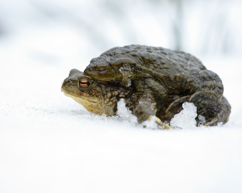 bufo 82.jpg