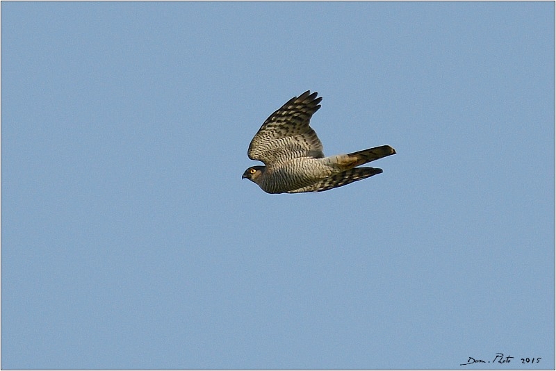 DSC_2635.JPG