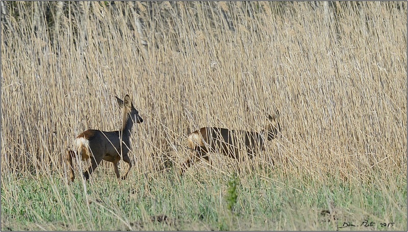 DSC_2653.JPG