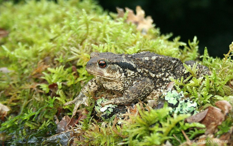 crapaud commun redim.jpg