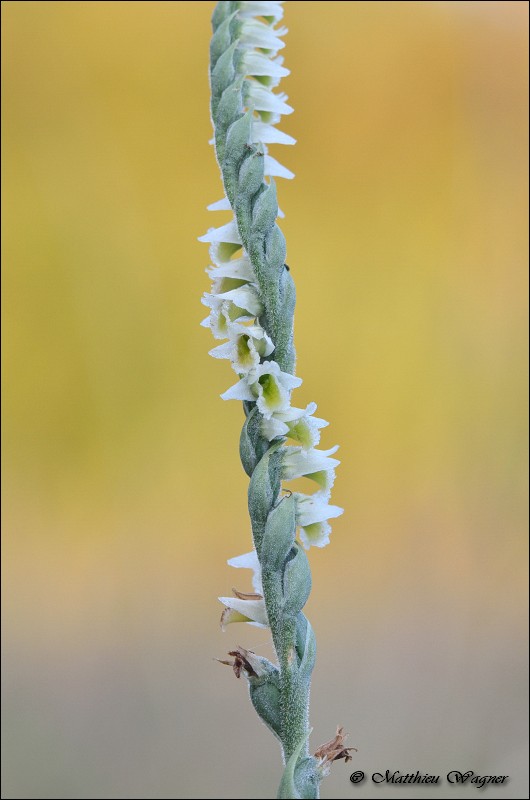 Spiranthes spiralis _ Spiranthe d'automne.jpg