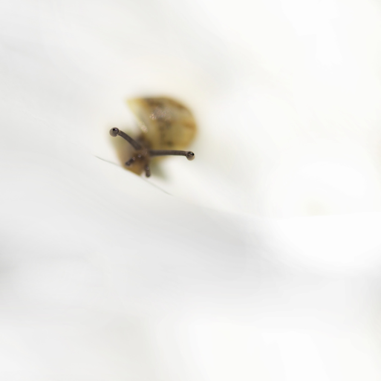 20150412111745-bebbf804-1.jpg