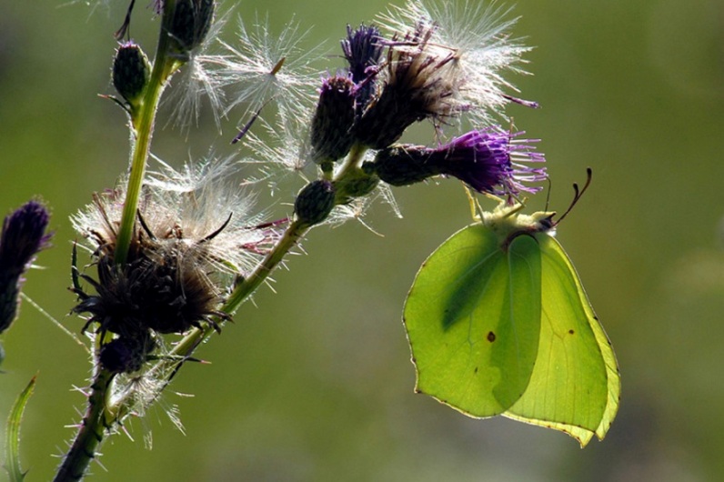 Le Citron ( Gonepteryx rhamni )    B- Chantemelle.JPG