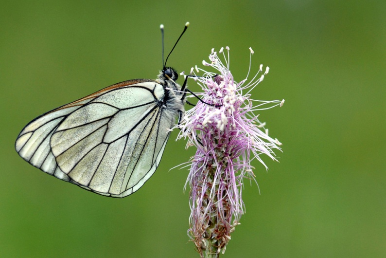 Le GazÃ© (Aporia crataegi) F-05 ChÃ¢teauroux-les-Alpes.JPG