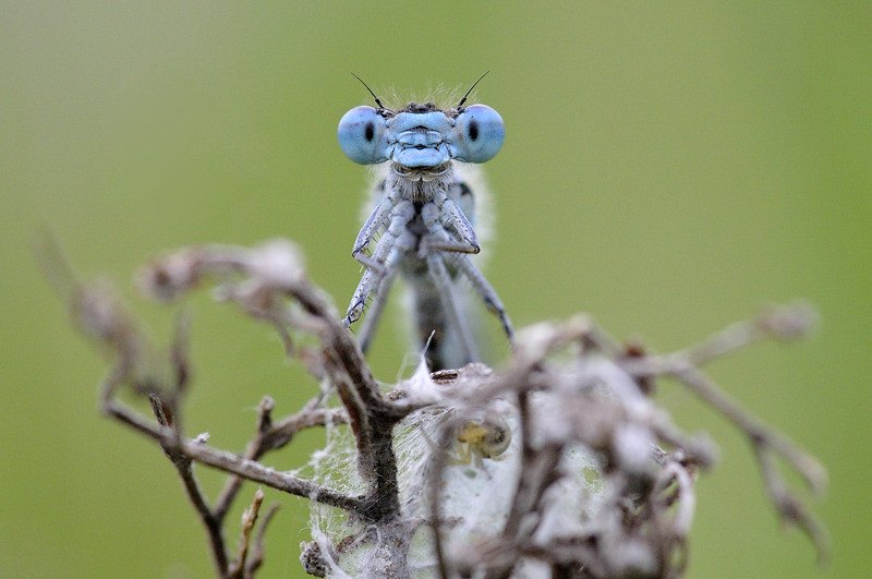 Agrion porte-.jpg