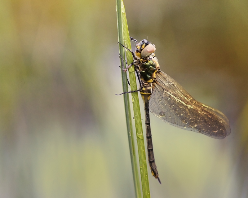 aeschna cyanea_9.jpg