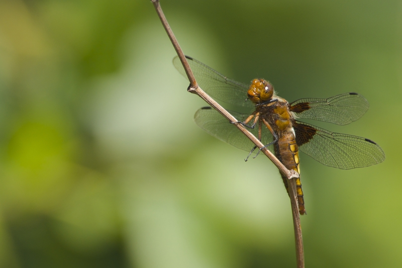 DSC_6310.jpg
