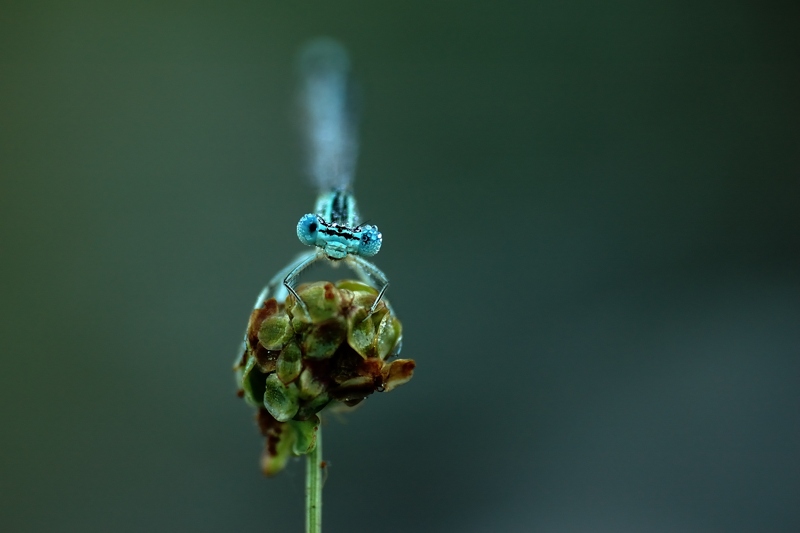DSC_7352.jpg