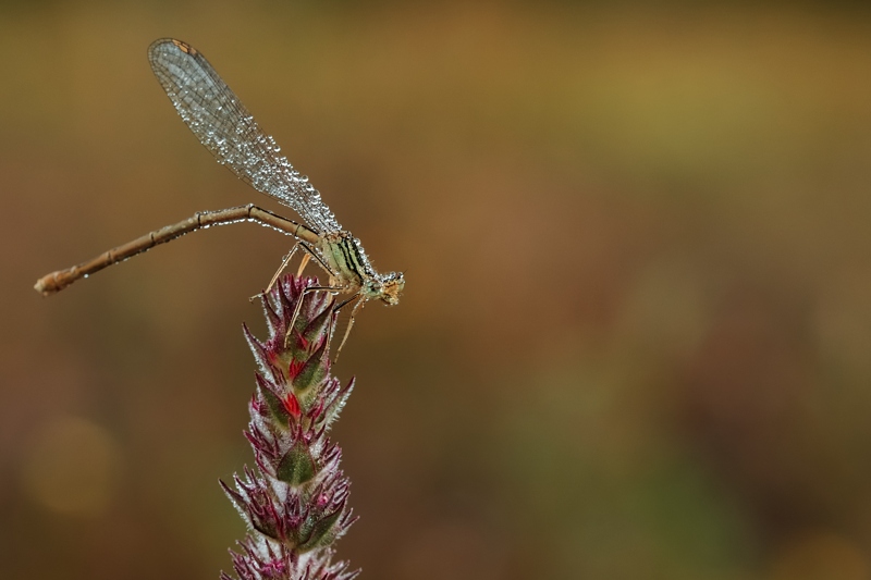 DSC_7374.jpg