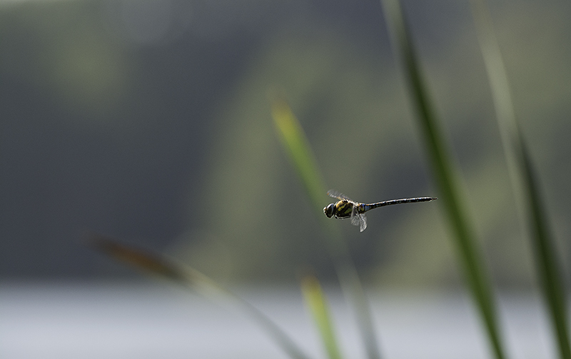 _DSC5832-i et n.jpg