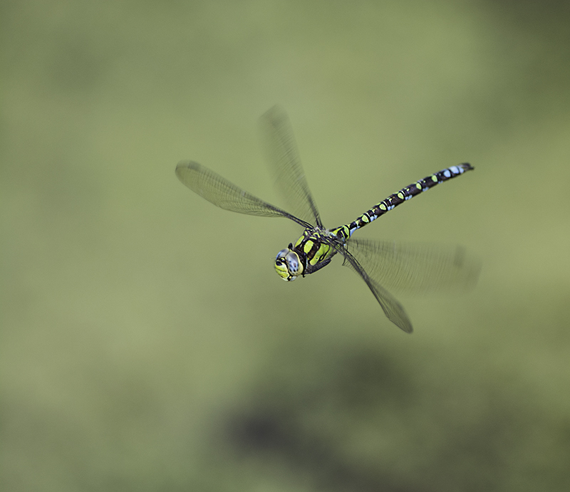 _DSC6103-i et n.jpg