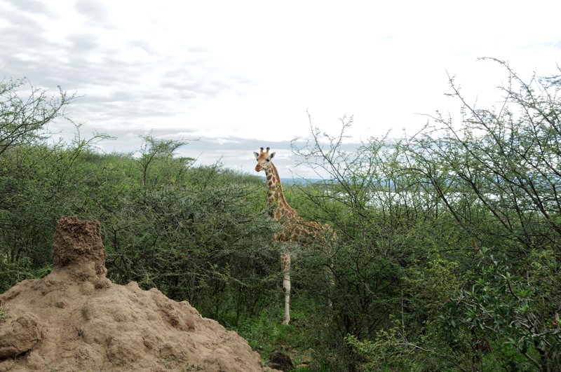 2014.09.05 72 Girafe de Rothschild.jpg