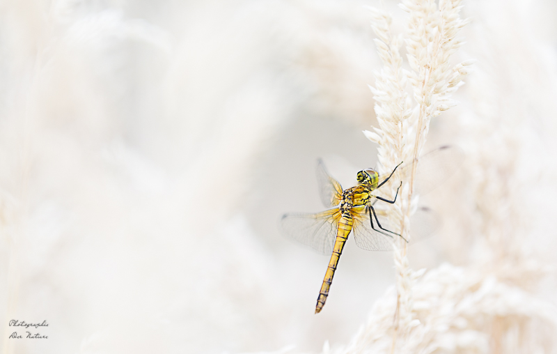 _I6A9451-2.jpg