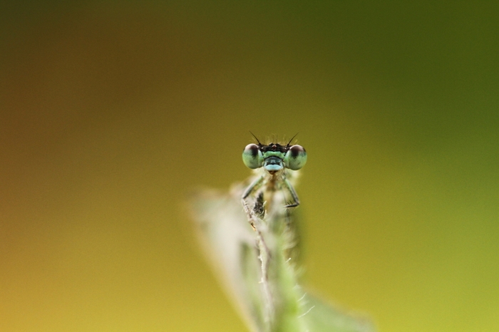 le regard.JPG