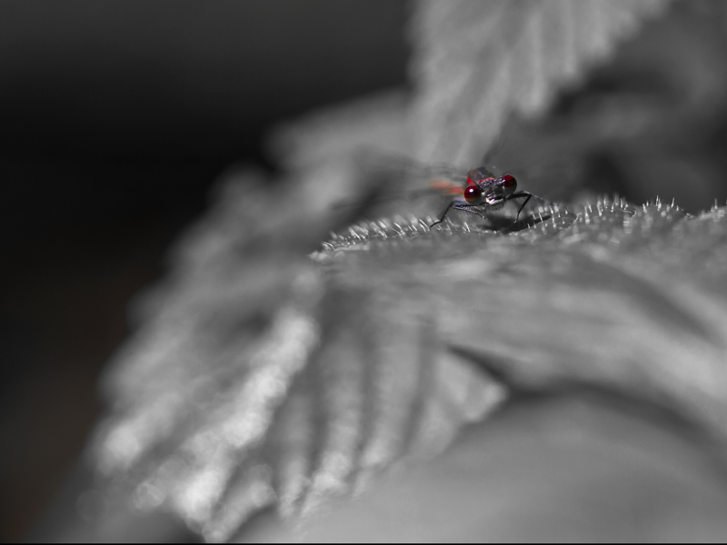 En rouge et noir.jpg