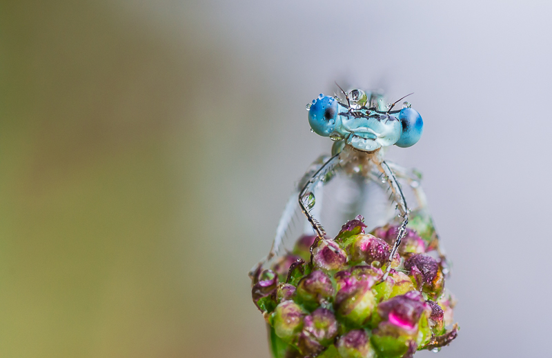 Blue eyes.jpg