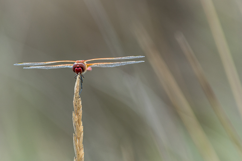 libellule-dr-leucate.jpg