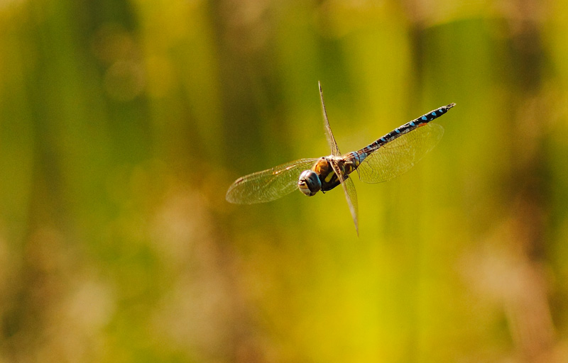 Image Nature 7679.JPG