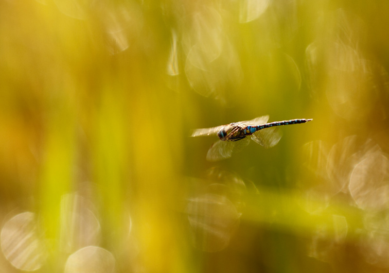 Image Nature 7669.jpg