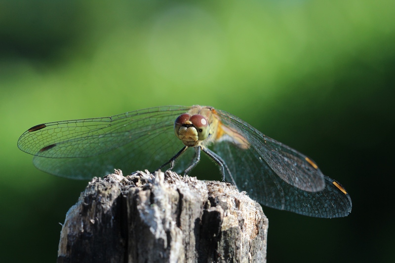 IMG_2842m.jpg