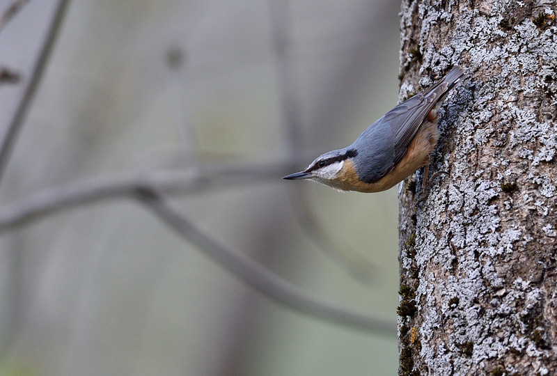 DSC_2478.jpg