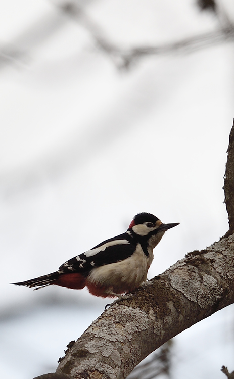 DSC_1764.jpg
