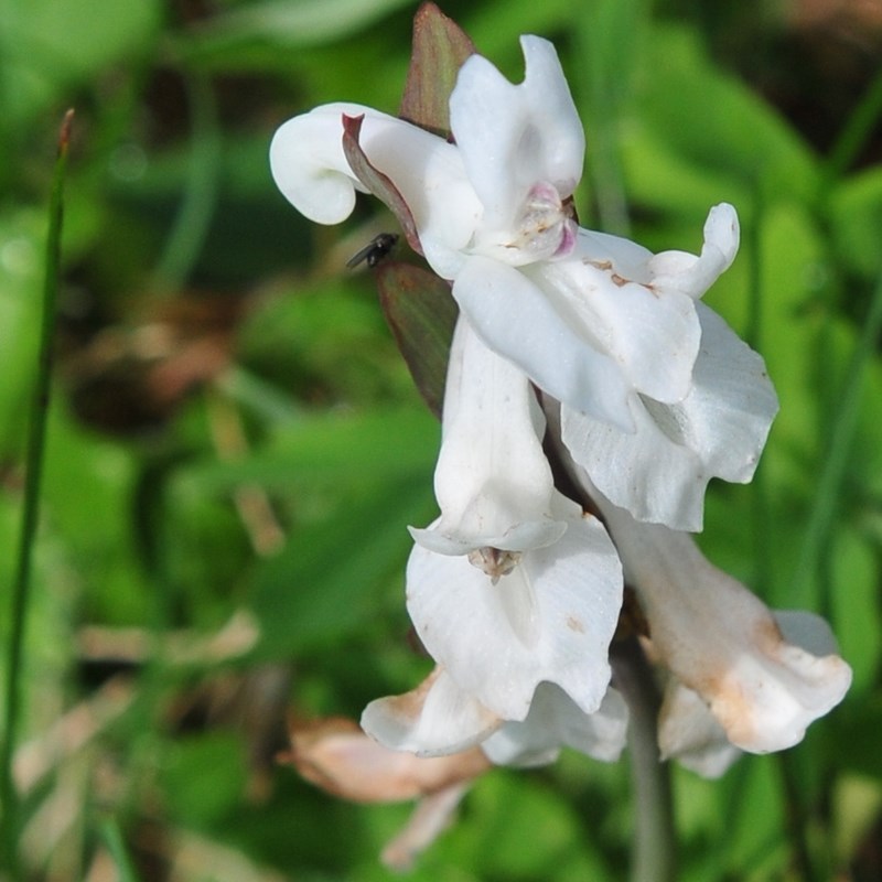 détail fleur.JPG