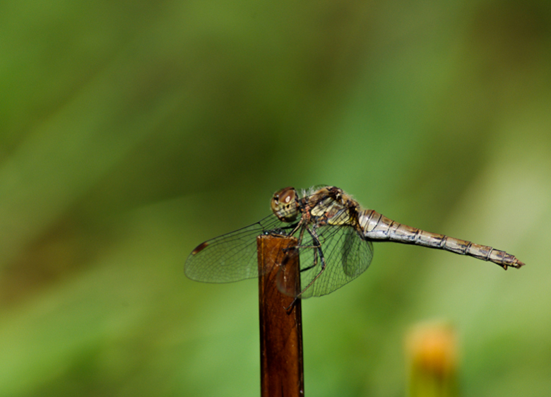 _IGP1484800.jpg