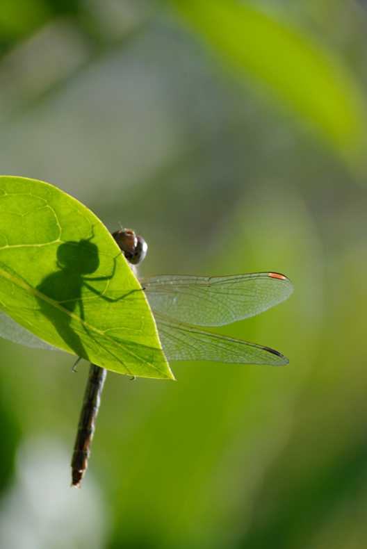 _IGP1524800.jpg