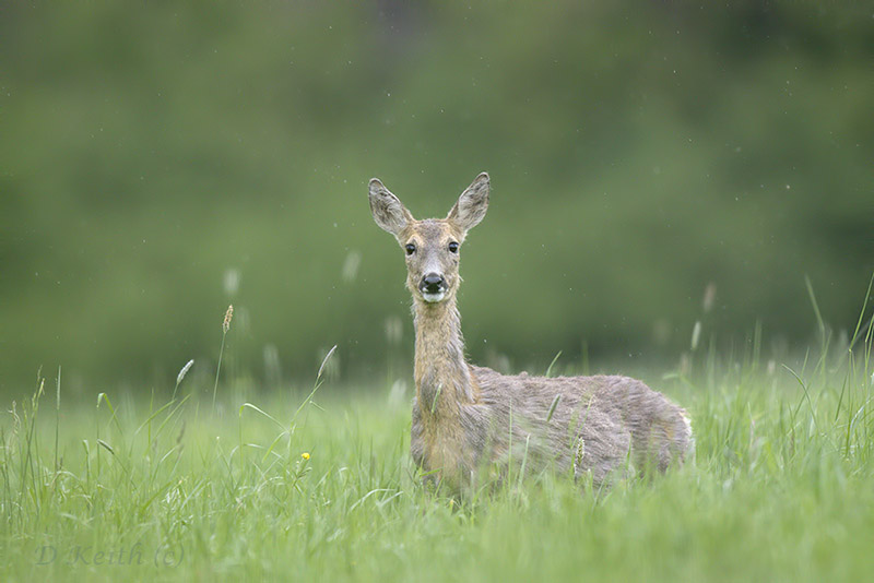 mommenheim_30.04.2015.18.16.04_0432.jpg