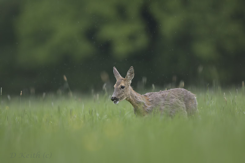 mommenheim_30.04.2015.18.15.18_0387.jpg