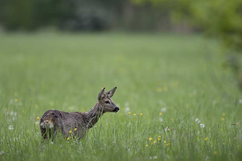 Mommenheim_05-05-2015-10-05-34_0971.jpg