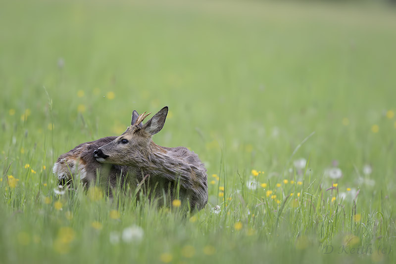 Mommenheim_05-05-2015-10-03-33_0908.jpg